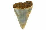 Serrated, Fossil Great White Shark Tooth - North Carolina #166966-1
